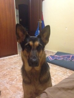 Mi perrita, cogida de una perrera, muy dulce y cariñosa, ademas de protectora